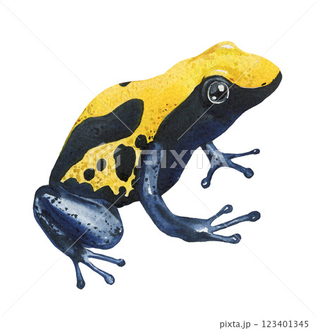 Frog, exotic colorful poison dart frogs, frogs watercolor illustration isolated. Tropical wildlife amphibians clipart Frog, exotic colorful poison dart frogs, frogs watercolor illustration isolated. Tropical wildlife amphibians clipart 123401345