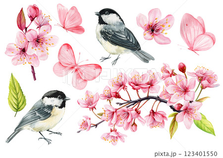 Beautiful spring set with tit birds, pink butterflies and cherry flowers, sakura watercolor isolated white background Beautiful spring set with tit birds, pink butterflies and cherry flowers, sakura watercolor isolated white background 123401550