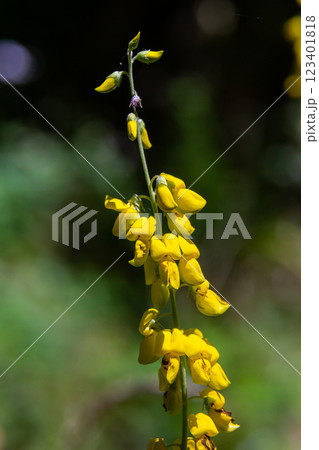 Lembotropis nigricans grows in the wild. A delicate branch of yellow flowers on Cyni Broom Shrub 123401818