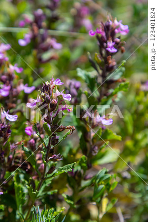 In summer, Teucrium chamaedrys grows in the wild among grasses 123401824
