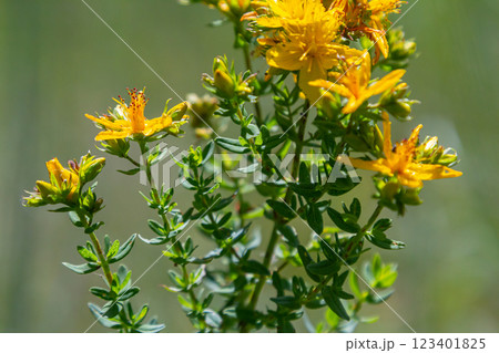 flowers of Saint Johns wort, Hypericum perforatum flowers of Saint Johns wort, Hypericum perforatum 123401825