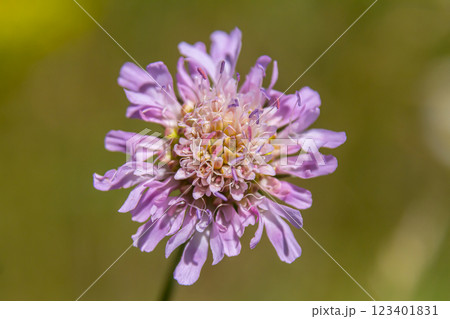 Field scabious Knautia arvensis flowering in meadow. Blue purple wild flower on natural background. Macro. Selective focus Field scabious Knautia arvensis flowering in meadow. Blue purple wild flower on natural background. Macro. Selective focus 123401831