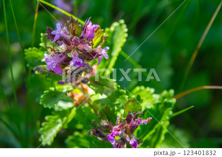 In summer, Teucrium chamaedrys grows in the wild among grasses In summer, Teucrium chamaedrys grows in the wild among grasses 123401832