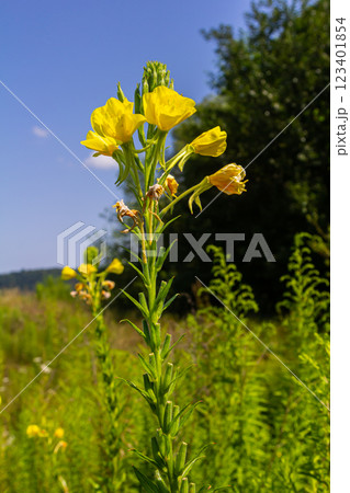 Yellow evening primrose Oenothera biennis, medicine plant for cosmetics, skin care and eczema 123401854