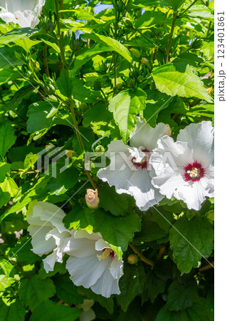 Two tender flowers of hibiscus syriacus Manuela in a sunny summer day 123401861