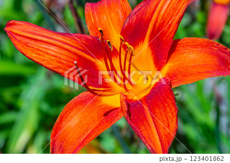 The brown-yellow daylily Hemerocallis fulva is a beautifully flowering perennial plant in the bright sun on a summer day The brown-yellow daylily Hemerocallis fulva is a beautifully flowering perennial plant in the bright sun on a summer day 123401862