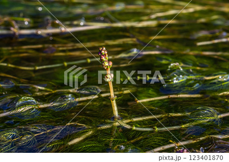 Ceratophyllum demersum aquatic plant in a stream Ceratophyllum demersum aquatic plant in a stream 123401870