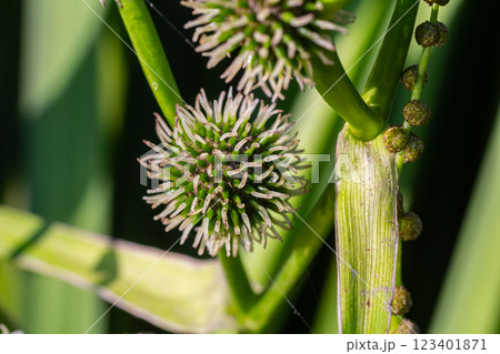 Branched hedgehog Sparganium erectum - flowering plant in the garden pond of a natural garden Branched hedgehog Sparganium erectum - flowering plant in the garden pond of a natural garden 123401871