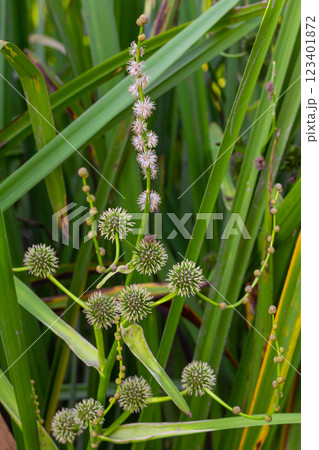 Branched hedgehog Sparganium erectum - flowering plant in the garden pond of a natural garden 123401872