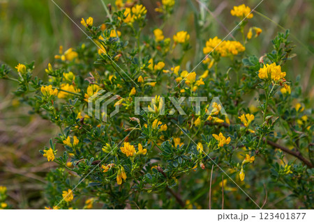 Medicago falcata, plant species of the genus Medicago. It is native to much of Europe and Asia 123401877