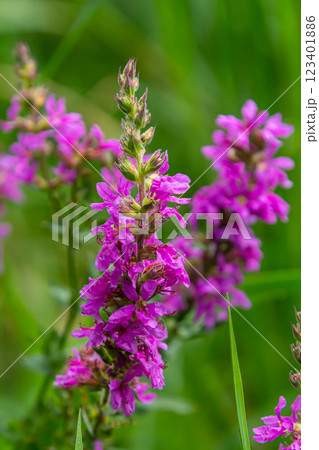 Purple loosestrife Lythrum salicaria inflorescence. Flower spike of plant in the family Lythraceae, associated with wet habitats Purple loosestrife Lythrum salicaria inflorescence. Flower spike of plant in the family Lythraceae, associated with wet habitats 123401886