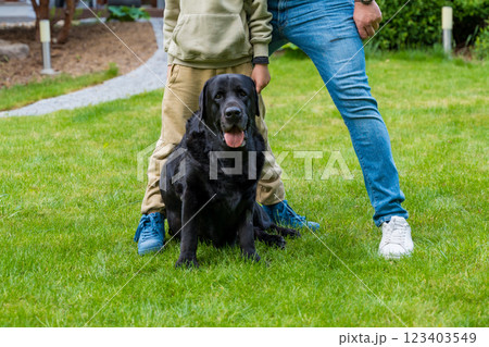 A friendly old black Labrador sitting on a vibrant green lawn, surrounded by two people A friendly old black Labrador sitting on a vibrant green lawn, surrounded by two people 123403549