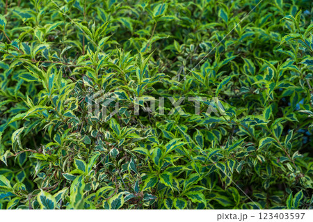Close-up of variegated green leaves on a dense ornamental shrub in a garden Close-up of variegated green leaves on a dense ornamental shrub in a garden 123403597