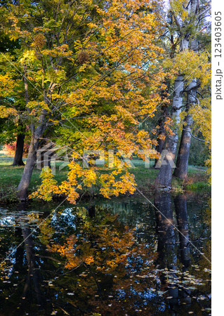 A serene forest scene with tall green trees by a calm lake, reflecting the blue sky with a few white clouds. The vibrant foliage suggests the early autumn season, full of natural beauty. 123403605