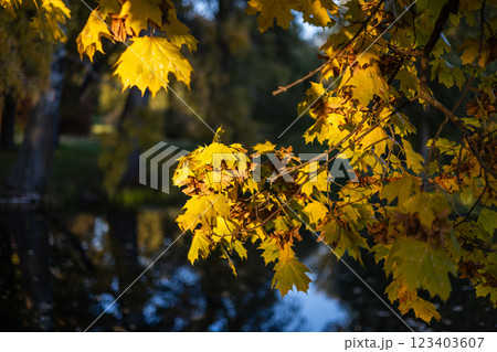 Sunlit branches with yellow-green leaves stretch over a calm, dark lake. Gentle reflections shimmer on the water, creating a tranquil and serene atmosphere. 123403607