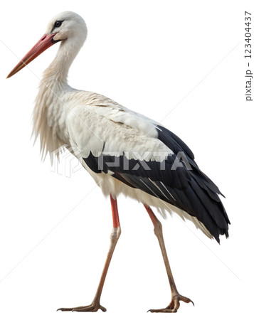 Standing stork bird isolated on transparent background, long-legged bird, white stork, bird silhouette 123404437