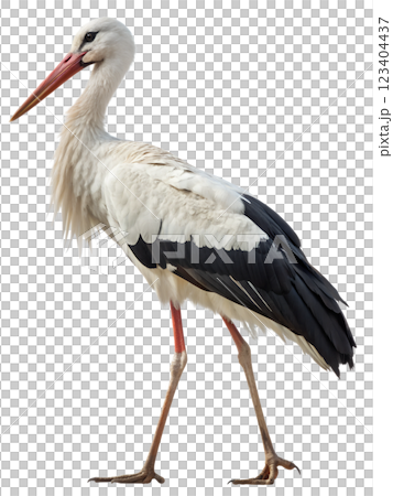 Standing stork bird isolated on transparent background, long-legged bird, white stork, bird silhouette 123404437
