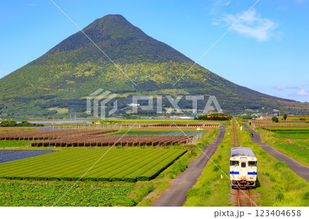 春の開聞岳を背景に鹿児島中央に向けて走る指宿枕崎線の気動車 123404658