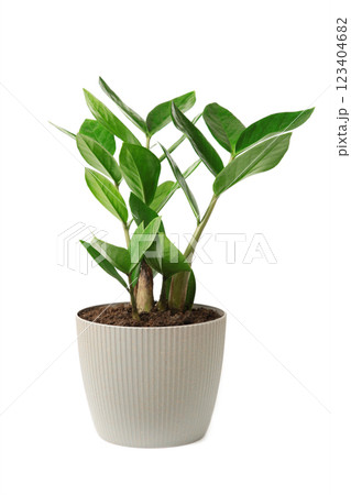 Home plant Zamioculcas isolated on white, also known as Zanzibar gem in home interior. 123404682