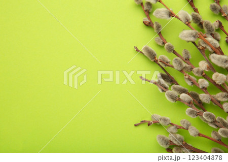 Willow twigs on light green background. Space for text Willow twigs on light green background. Space for text 123404878