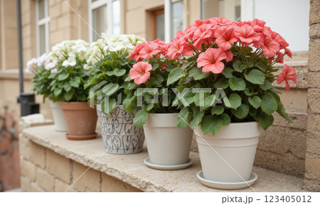 Geranium (Pelargonium spp.) Hardy flowering plant with rounded leaves and clusters of bright red, pink, or white flowers, commonly potted 123405012