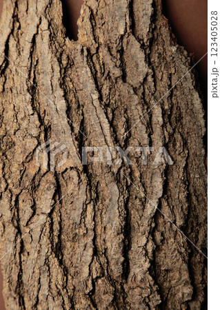 Old bark tree texture background. Vertical photo 123405028
