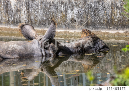 The Indian Rhinoceros, Rhinoceros unicornis aka Greater One-horned Rhinoceros The Indian Rhinoceros, Rhinoceros unicornis aka Greater One-horned Rhinoceros 123405175