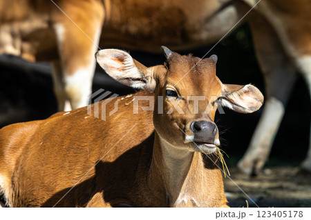 Banteng, Bos javanicus or Red Bull is a type of wild cattle. 123405178