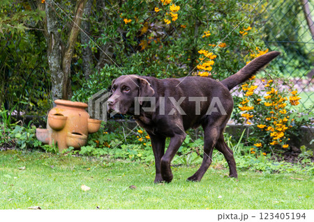 Labrador retriever, Canis lupus familiaris on a grass field. Healthy chocolate brown labrador retriever Labrador retriever, Canis lupus familiaris on a grass field. Healthy chocolate brown labrador retriever 123405194