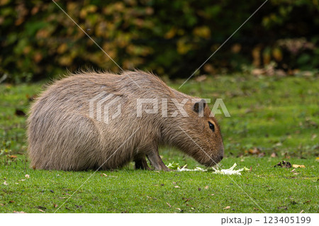 Capybara, Hydrochoerus hydrochaeris grazing on fresh green grass Capybara, Hydrochoerus hydrochaeris grazing on fresh green grass 123405199