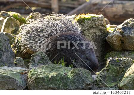 Indian crested Porcupine, Hystrix indica in a german nature park 123405212