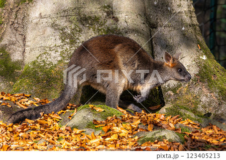 Swamp Wallaby, Wallabia bicolor, is one of the smaller kangaroos 123405213