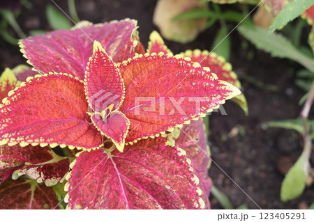 Closeup of coleus leaves, colorful leaf background, can be used for background, 123405291