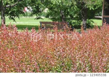 summer park. shady alleys, park of culture and rest summer park. shady alleys, park of culture and rest 123405336