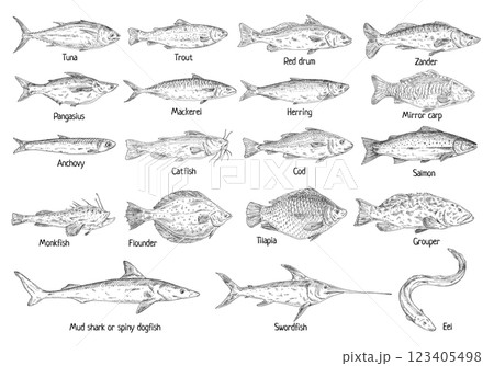 Type different fish isolated on white. Vintage hatching vector monochrome black illustration 123405498