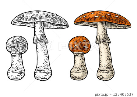 Amanita. Vintage color and monochrome vector engraving illustration isolated 123405537