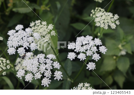 Snotweed flower growing in a summer meadow, white umbellate flowers, openwork floral background. Snotweed flower growing in a summer meadow, white umbellate flowers, openwork floral background. 123405543