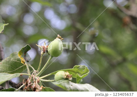 Ovary fruit apple. Young apples on the tree begin to ripen image. 123405637