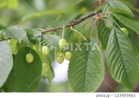 Unripe green cherries ripen on the tree in spring, shallow depth of field, green leafs background. 123405663