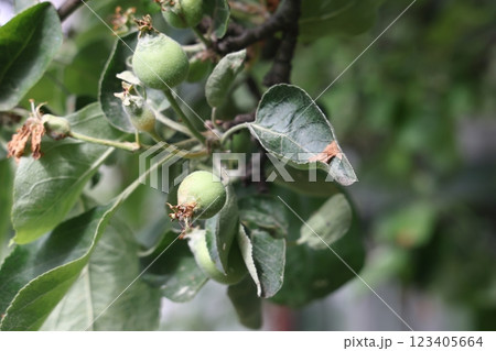 Ovary fruit apple. Young apples on the tree begin to ripen image. Ovary fruit apple. Young apples on the tree begin to ripen image. 123405664