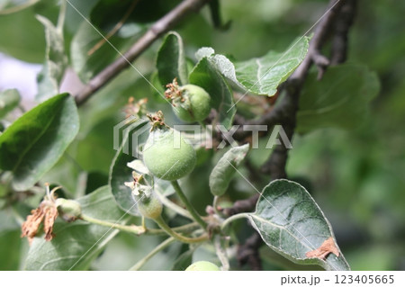 Ovary fruit apple. Young apples on the tree begin to ripen image. 123405665