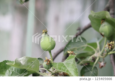 Ovary fruit apple. Young apples on the tree begin to ripen image. Ovary fruit apple. Young apples on the tree begin to ripen image. 123405666