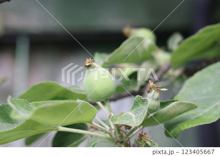 Ovary fruit apple. Young apples on the tree begin to ripen image. 123405667