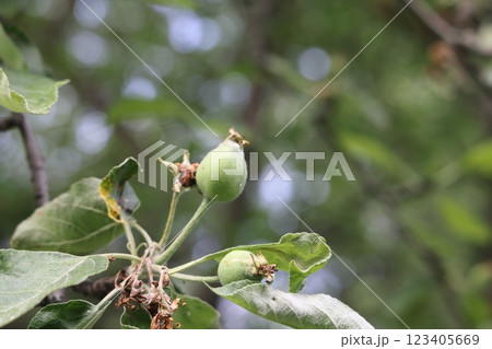 Ovary fruit apple. Young apples on the tree begin to ripen image. Ovary fruit apple. Young apples on the tree begin to ripen image. 123405669