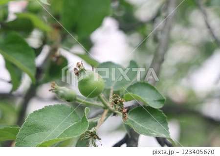 Ovary fruit apple. Young apples on the tree begin to ripen image. 123405670