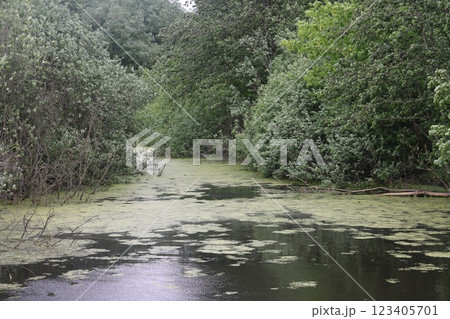 the banks of a small river are overgrown with grass and bushes. 123405701