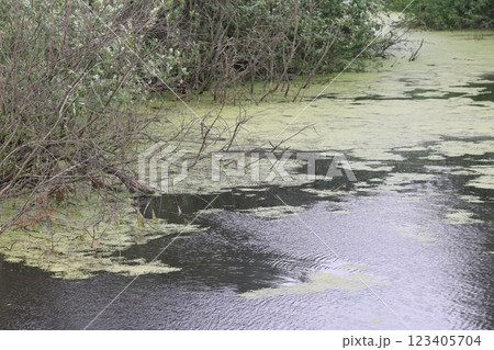 the banks of a small river are overgrown with grass and bushes. 123405704