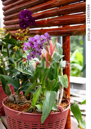 Beautiful magenta orchids grow in baskets with rich green foliage in a tropical setting. Beautiful magenta orchids grow in baskets with rich green foliage in a tropical setting. 123405994
