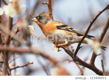 梅の花を落すアトリ(オス) 梅の花を落すアトリ(オス) 123406031