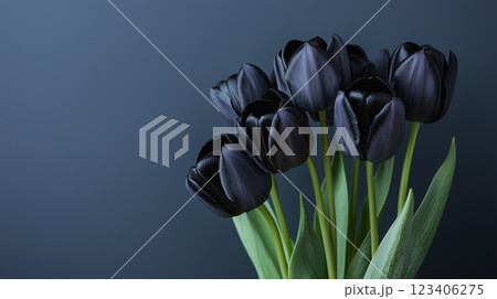 Close up of beautiful bouquet of black tulips on simple colored background. 123406275